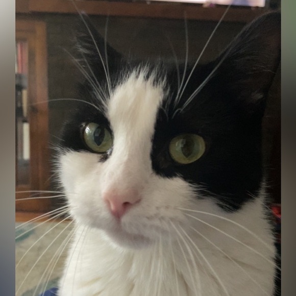 Meet your Posher, Joe - Picture 2 of 2